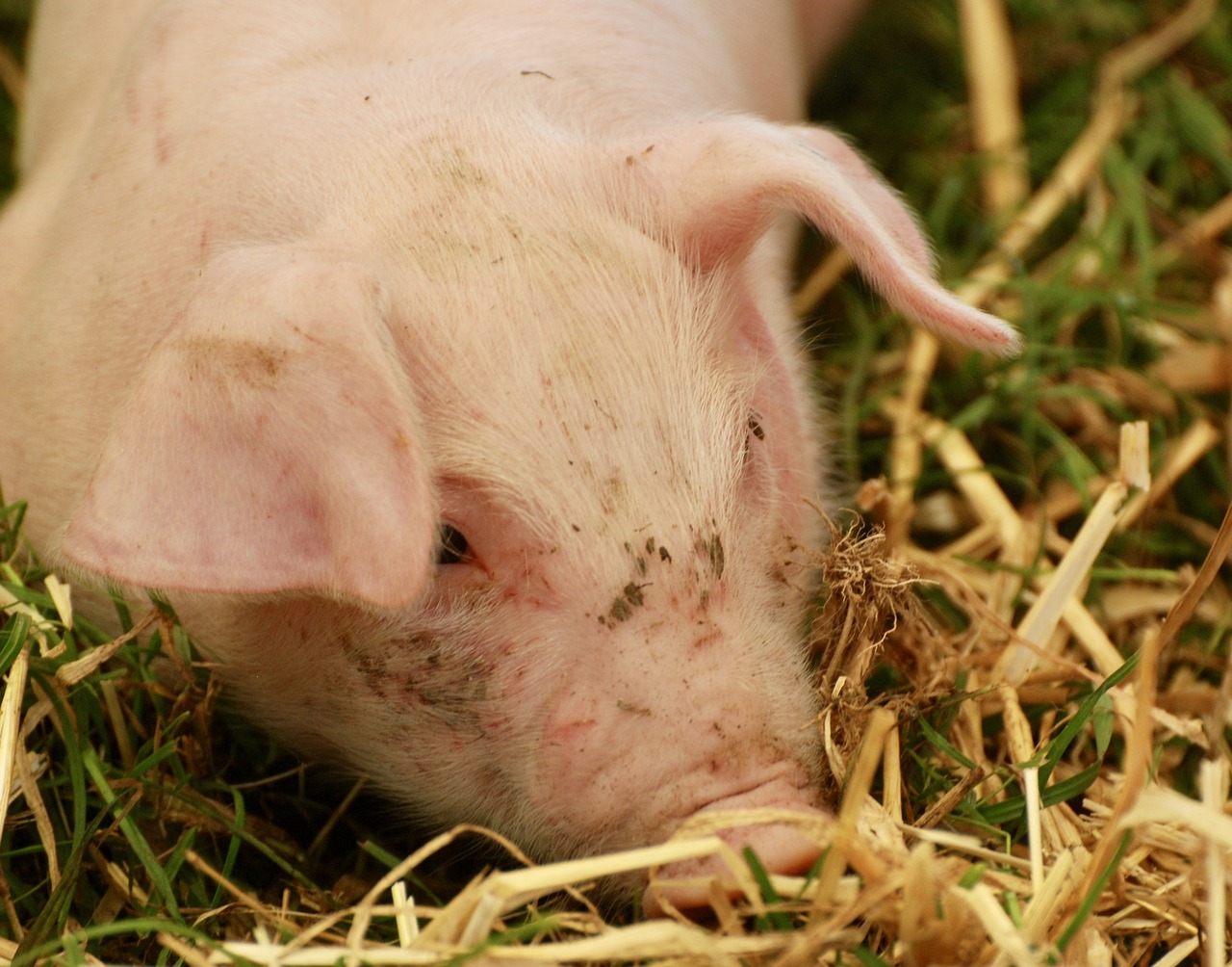 pig eating farm free photo