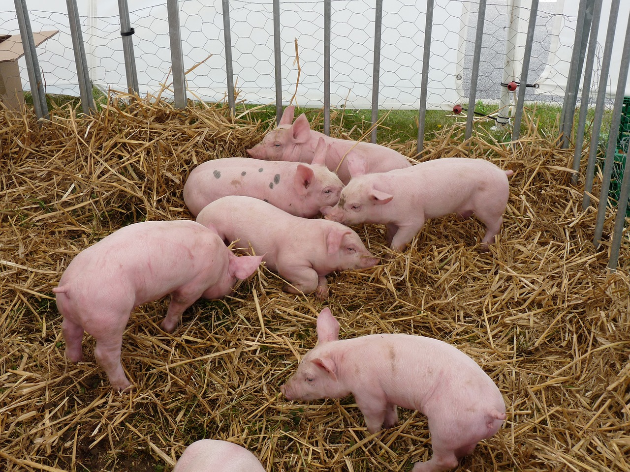 pig breeding animals free photo