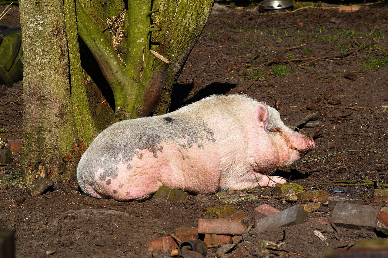 pig domestic pig mammal free photo