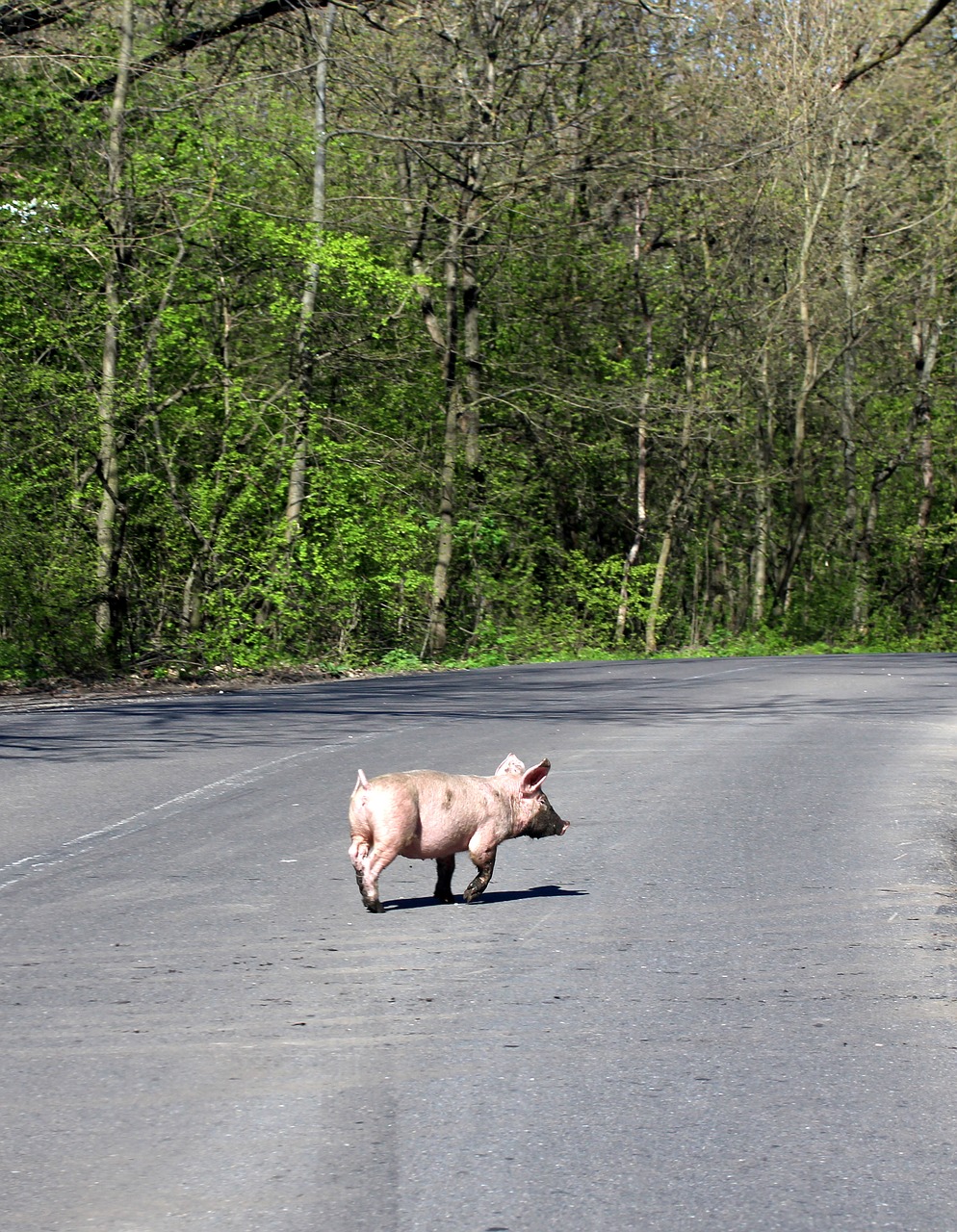 pig street crossing free photo