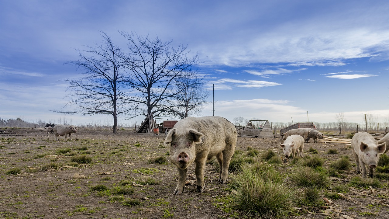 pig rural field free photo