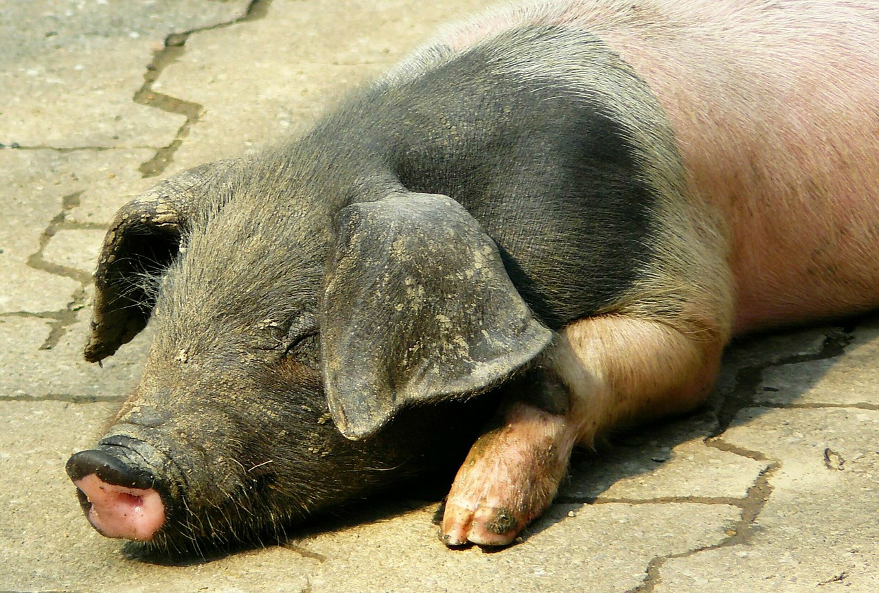pig piglet happy pig free photo