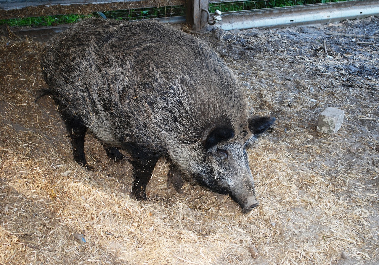 pig boar farm free photo