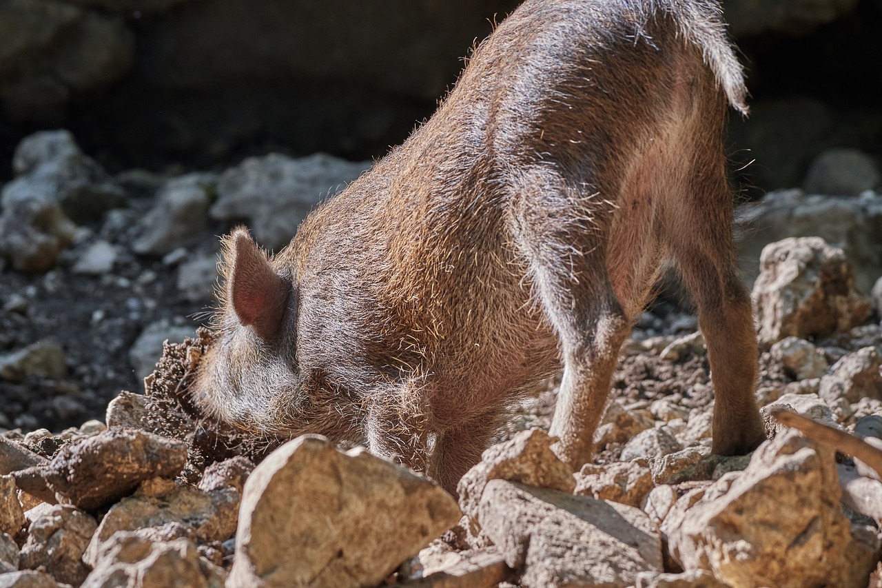 pig  dig  boar free photo