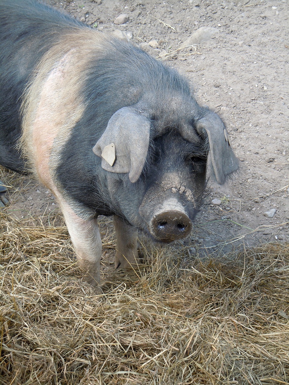 pig livestock animal world free photo