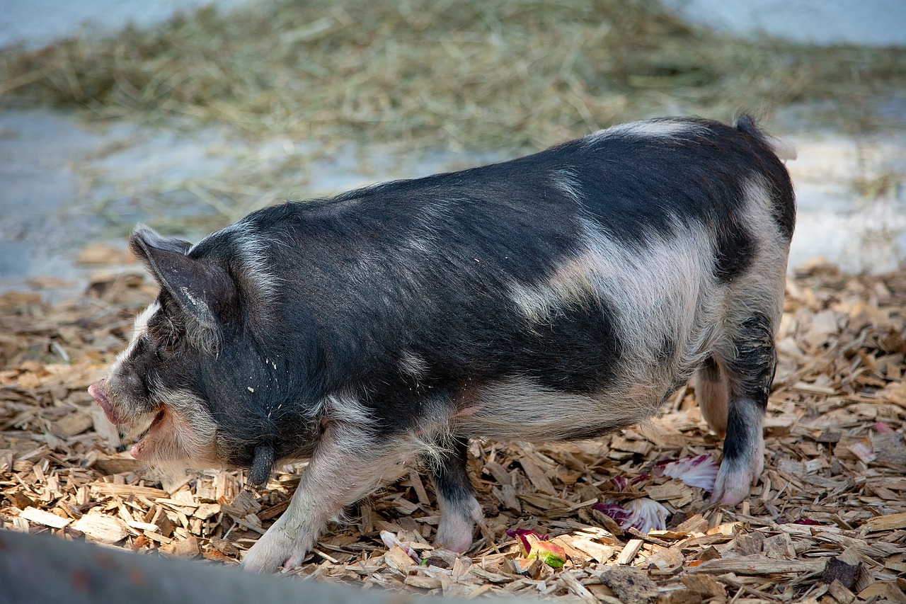 pig  animal  spotted free photo