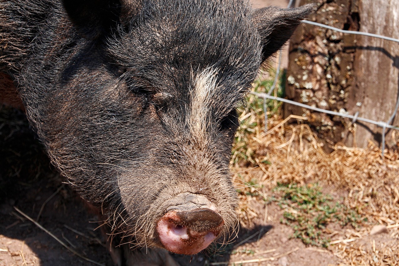 pig  black  animal world free photo