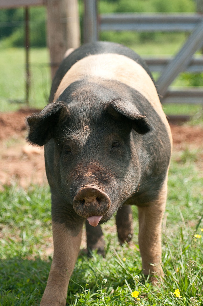 pig  pasture  snout free photo