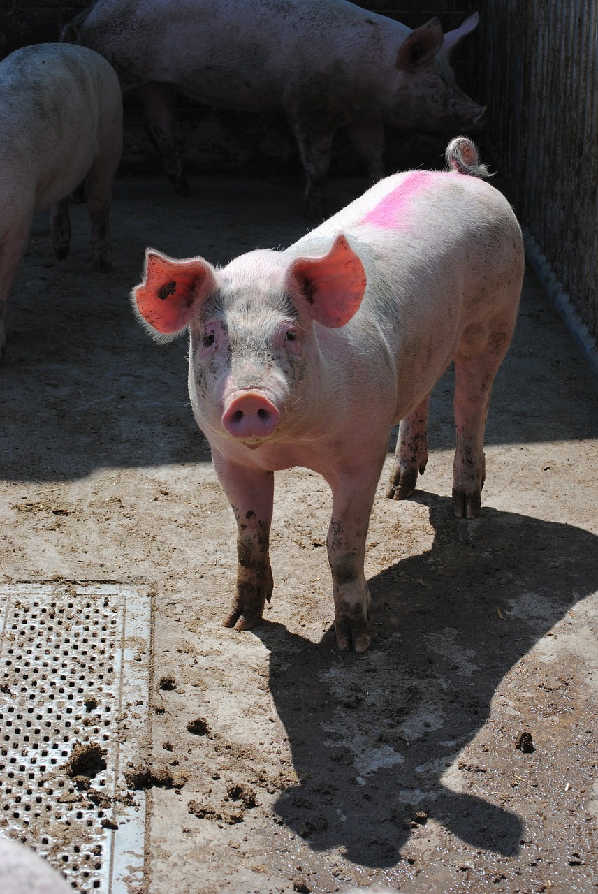 pig sow breeding free photo