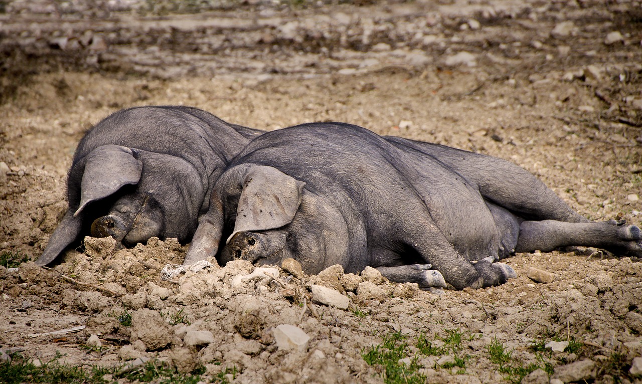 pig  sleep  lazing around free photo