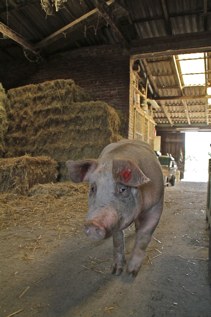 pig  sow  farm free photo