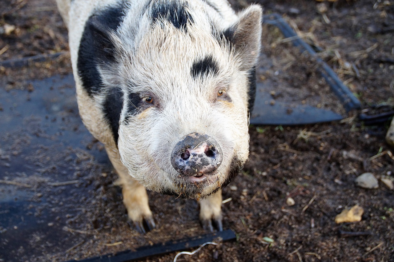 pig  spotted  farm free photo