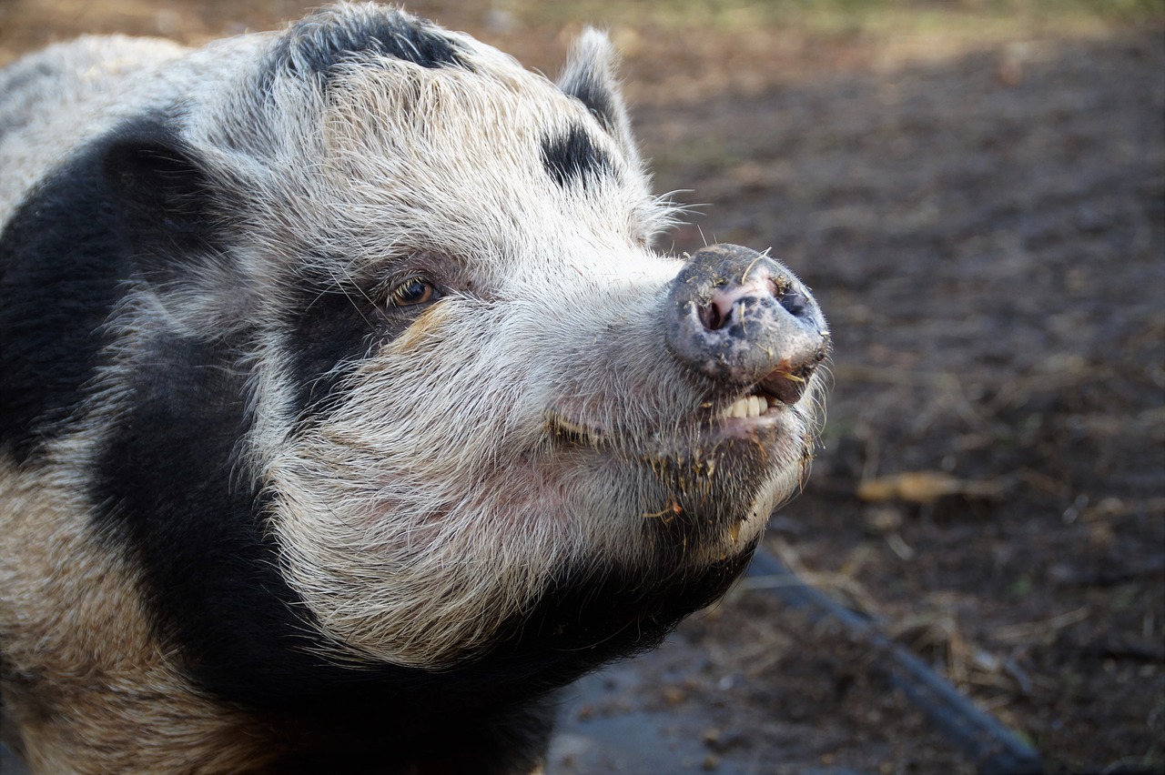 pig  spotted  farm free photo