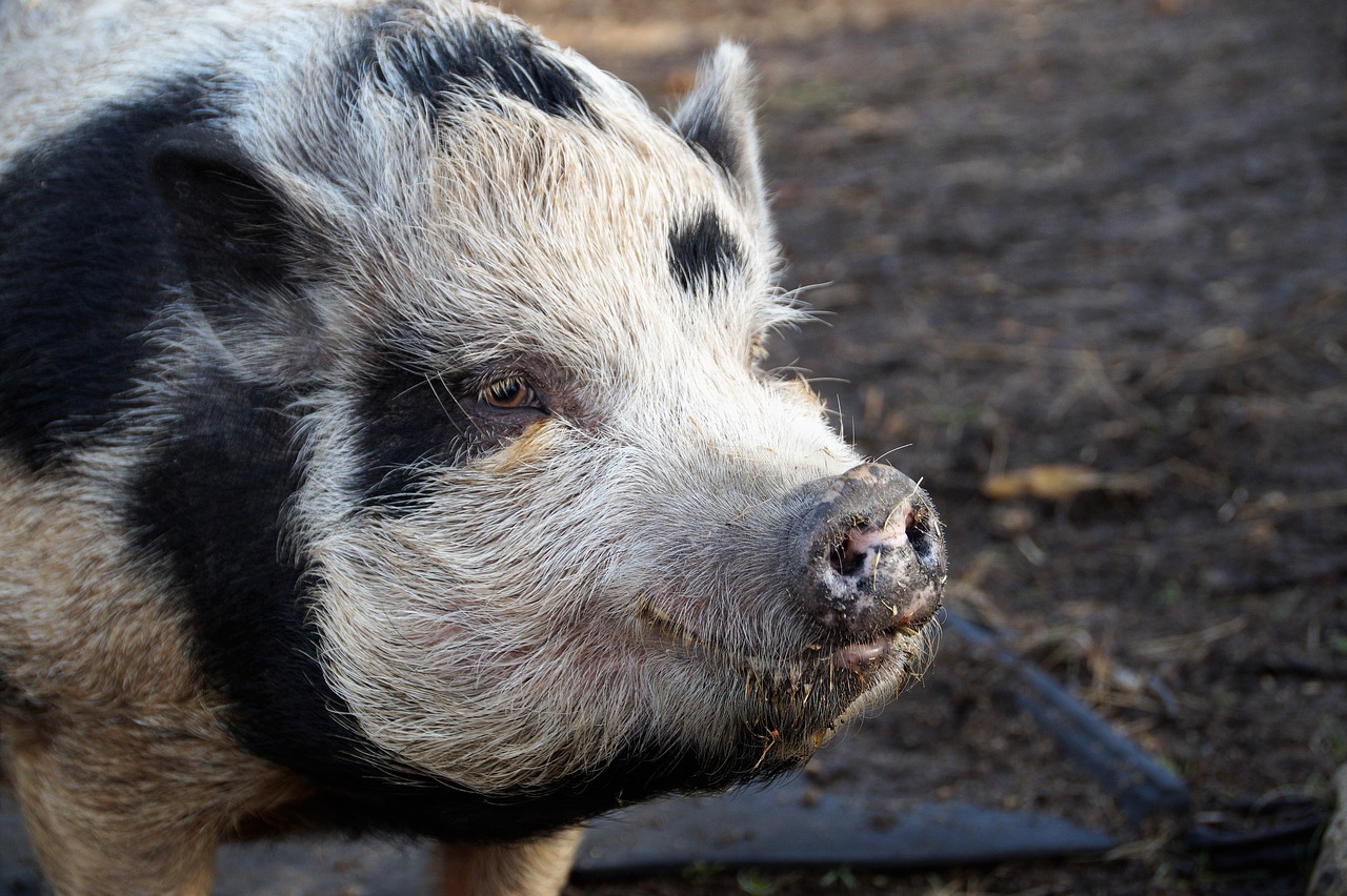 pig  home  spotted free photo