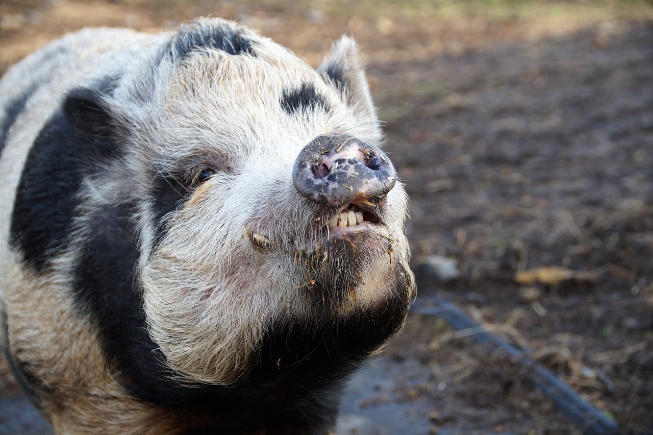 pig  home  spotted free photo