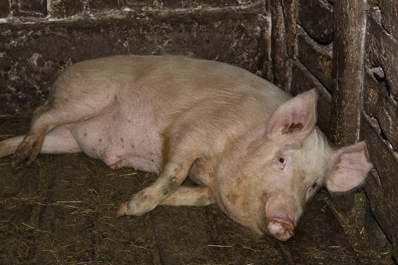 pig  farm  piglet free photo