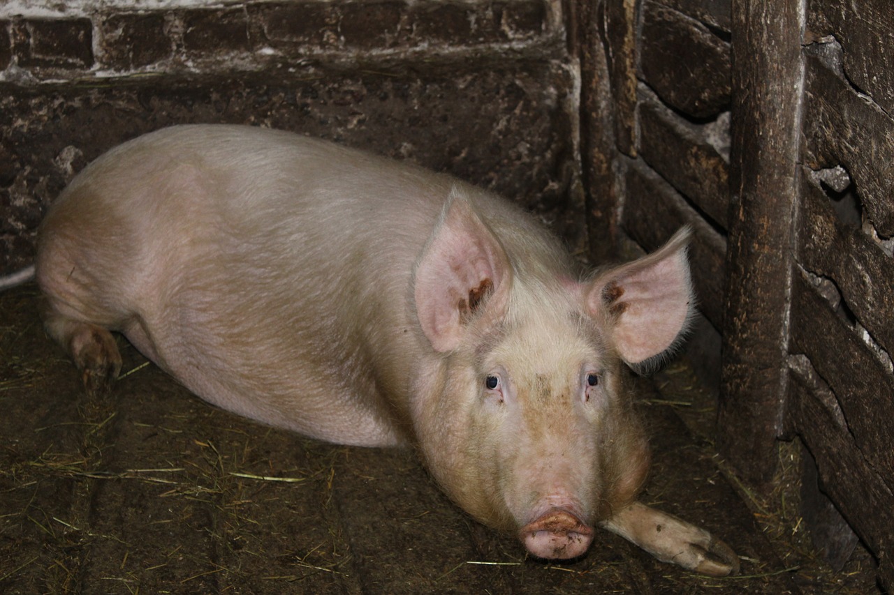 pig  farm  piglet free photo