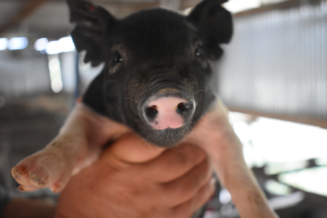 pig  snout  baby free photo