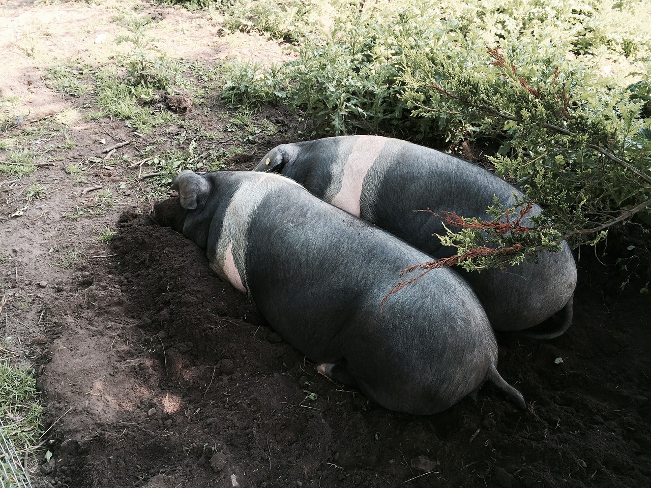 pig saddleback pigs animal free photo