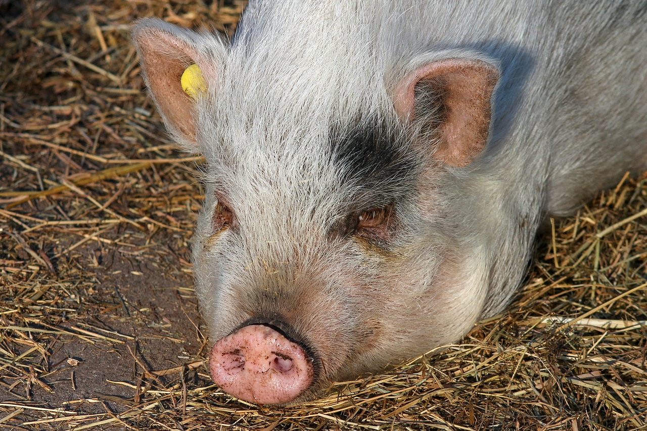 pig  proboscis  trunk disc free photo