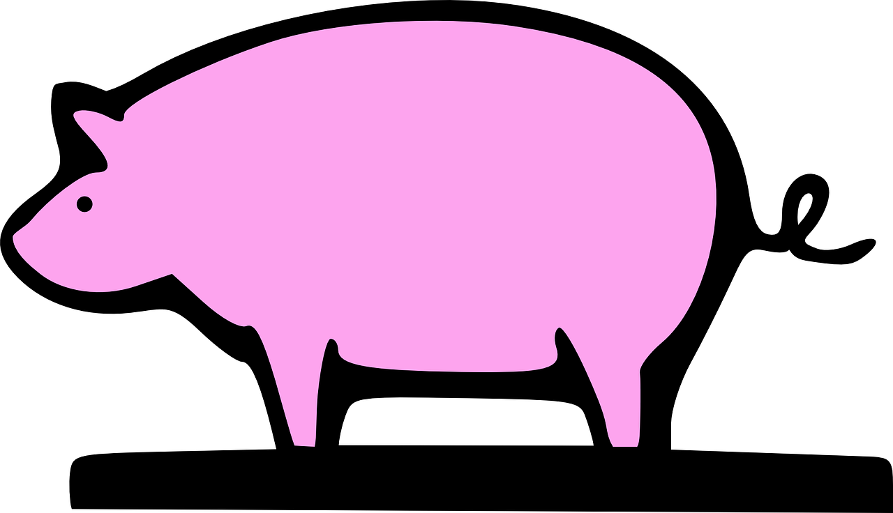 pig pork swine free photo
