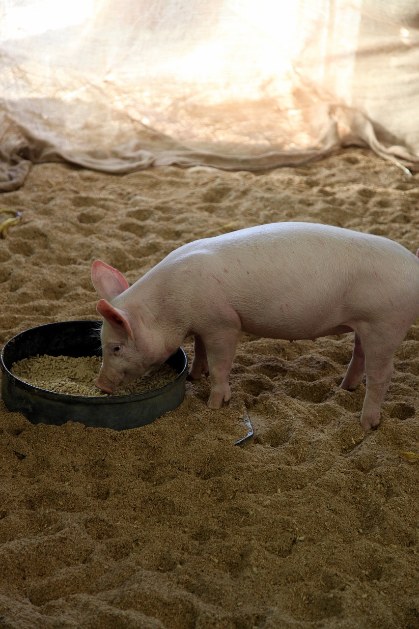 pig  animal  eating free photo