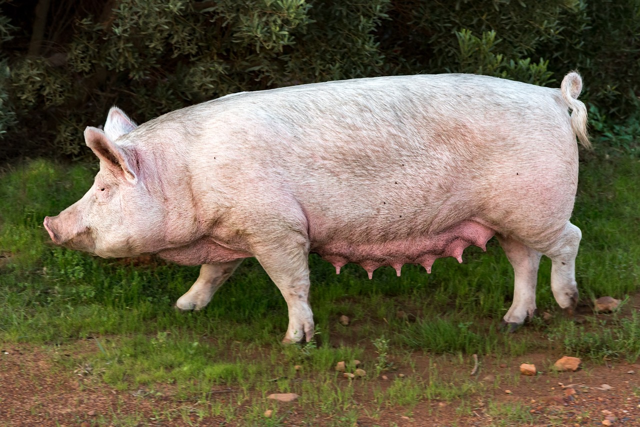 pig  sow  pork free photo