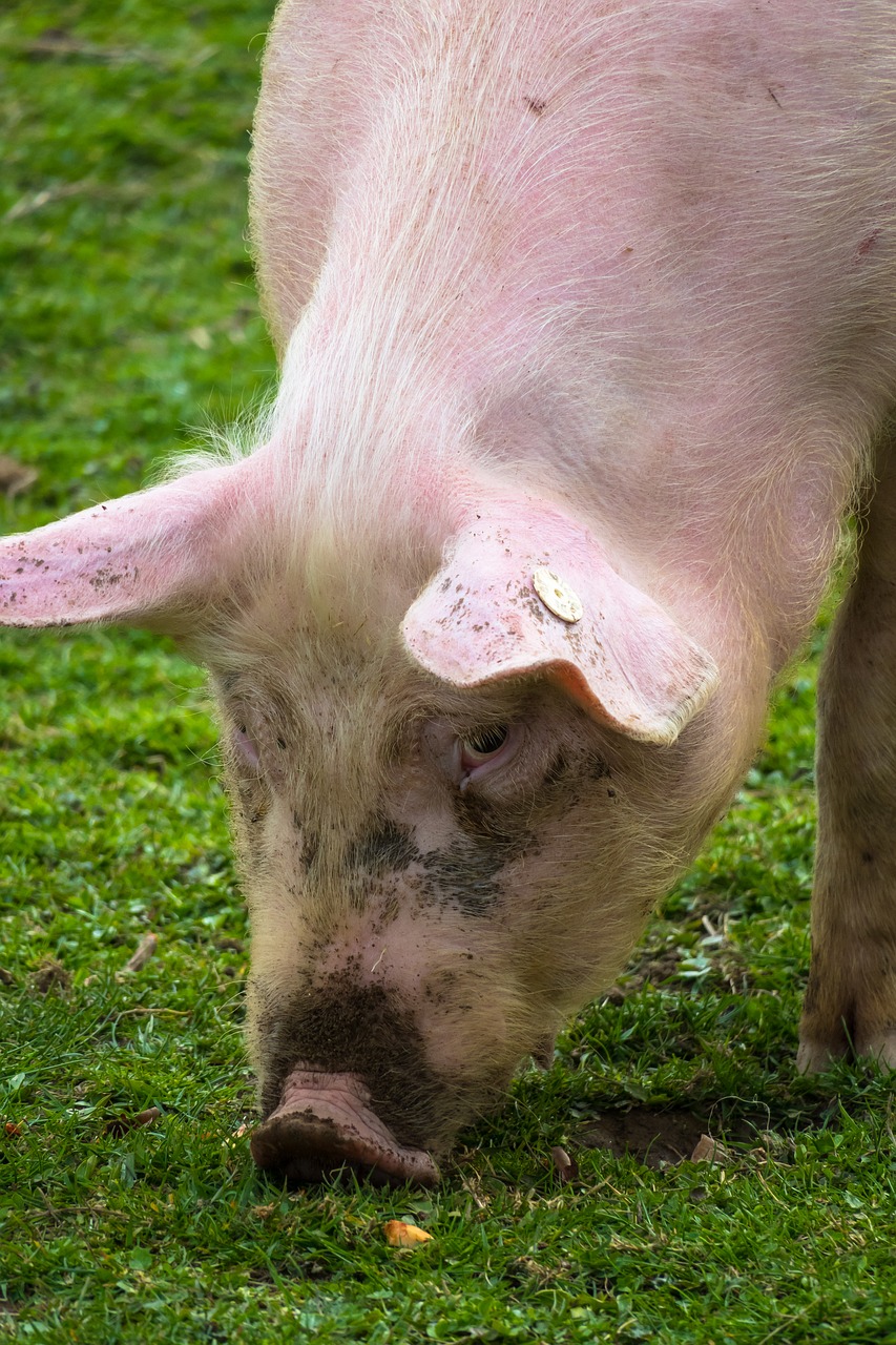pig  eat  domestic pig free photo