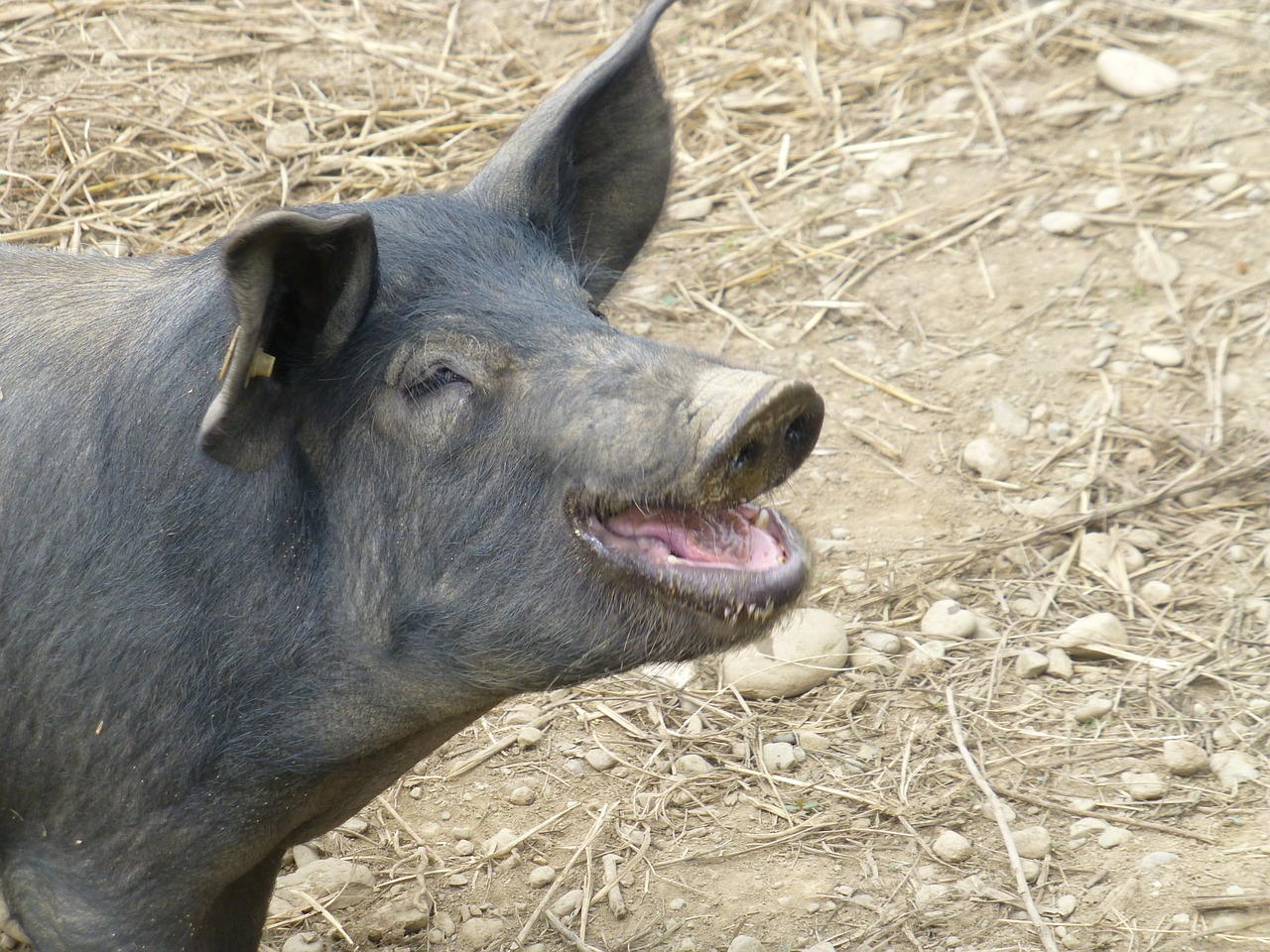 pig farm animal free photo
