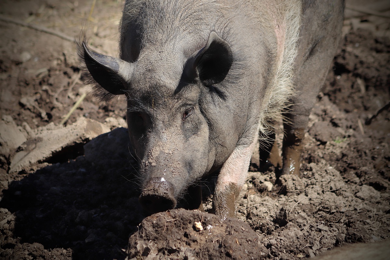 pig  domestic pig  pet free photo