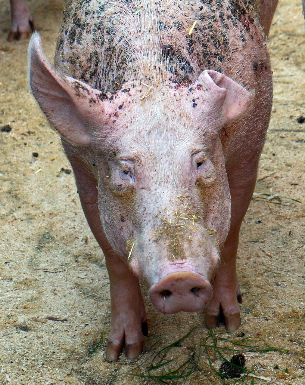 pig sow mammal free photo