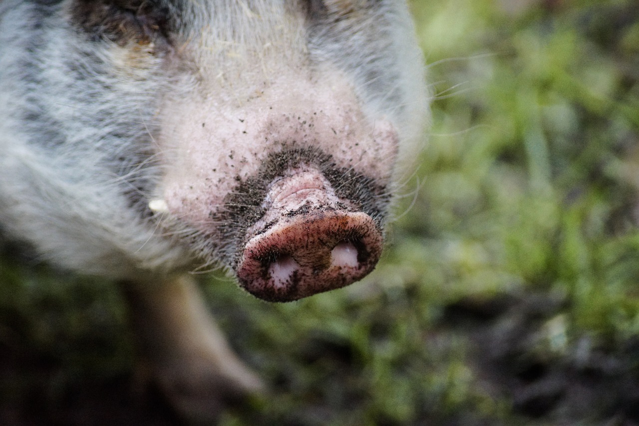 pig nose pink free photo