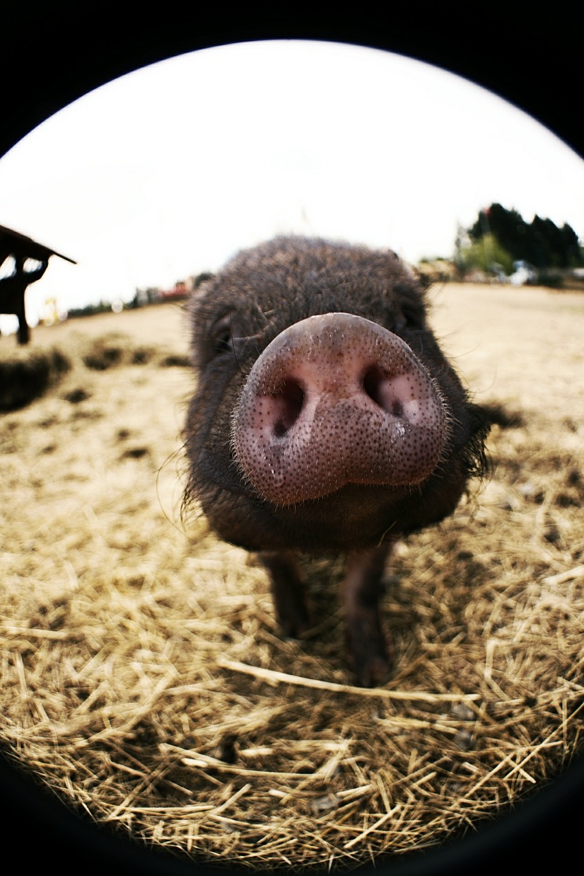 pig nose sniffing free photo