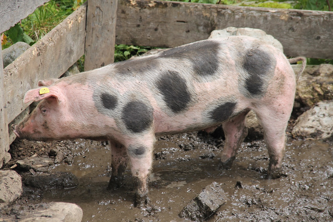 pig domestic pig farm free photo