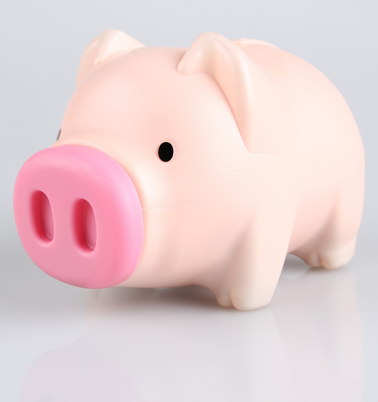 pig piggy bank the money bin free photo