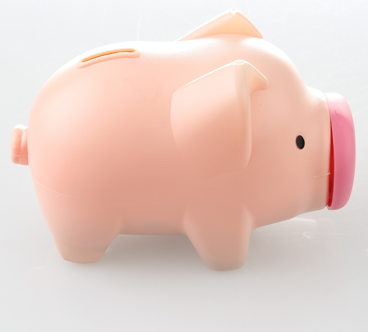 pig piggy bank the money bin free photo