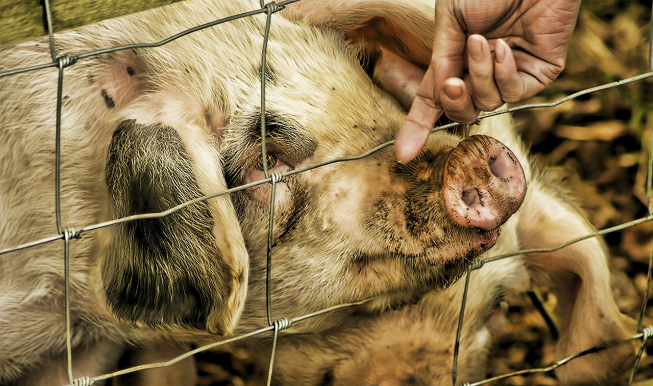 pig animal farm free photo