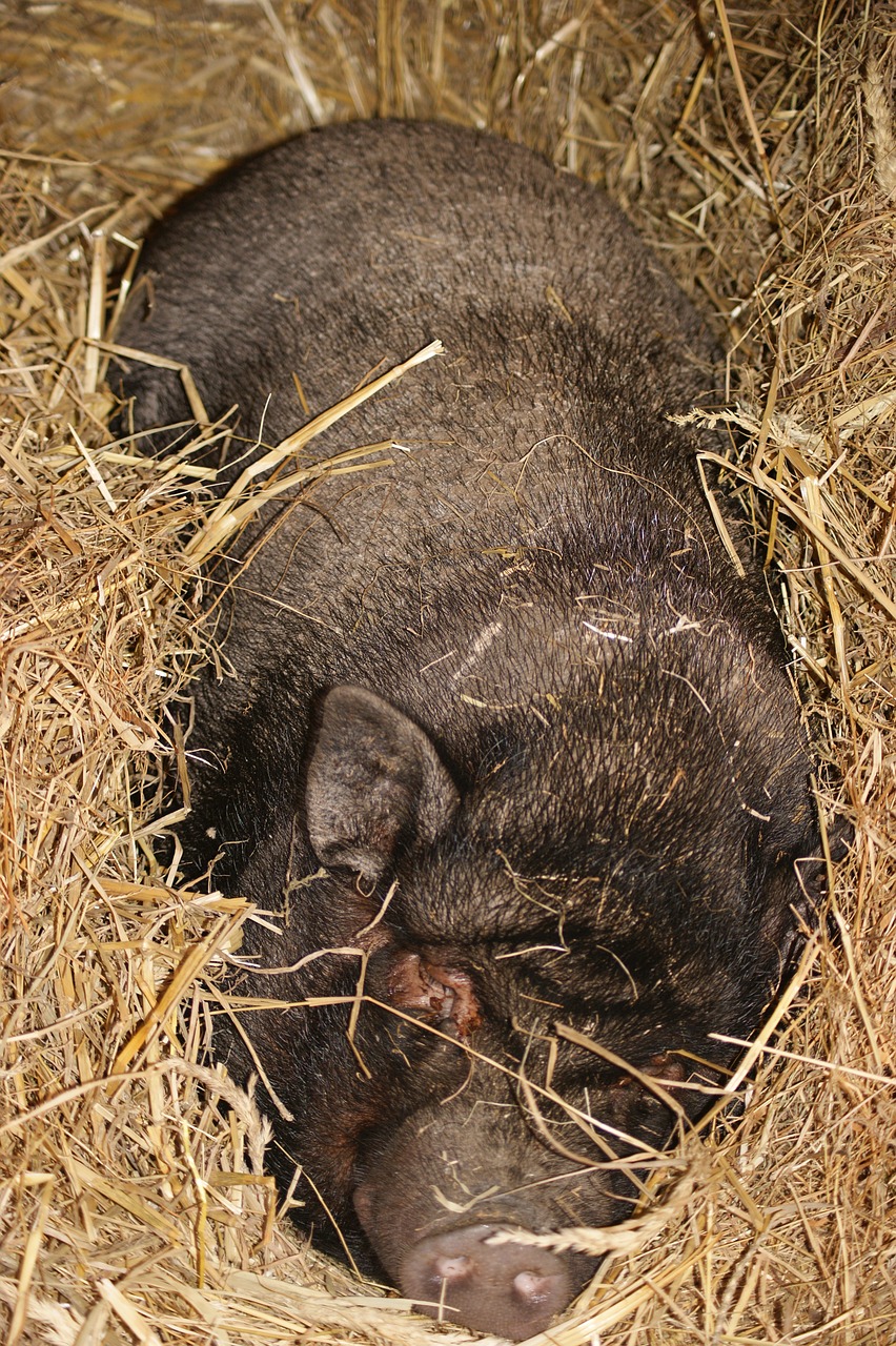 pig sleep peace free photo