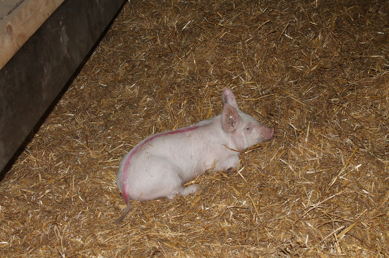 pig agriculture straw free photo