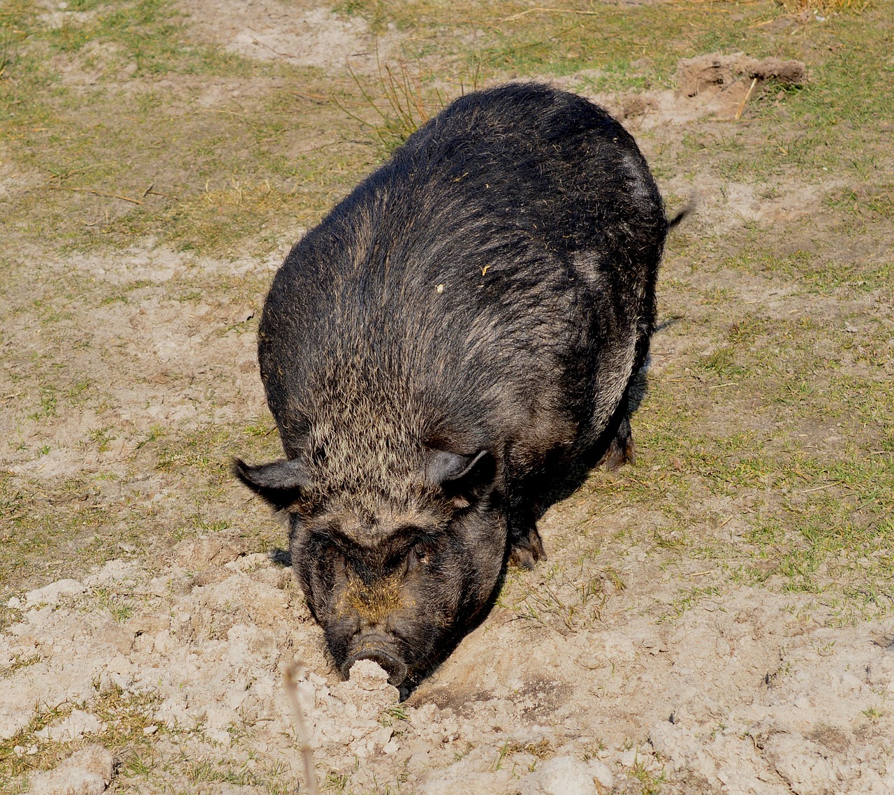 pig sow mammal free photo