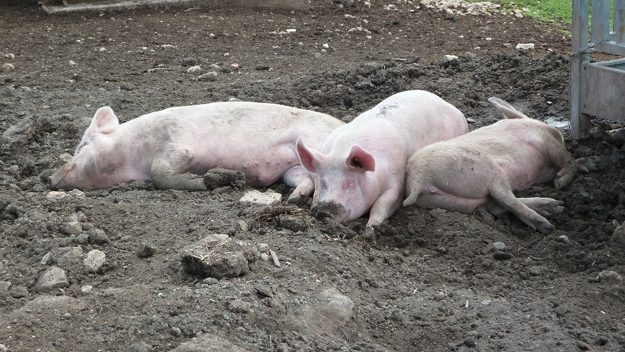 pig mattsch mud free photo