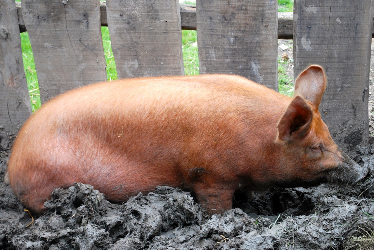 pig farm agriculture free photo