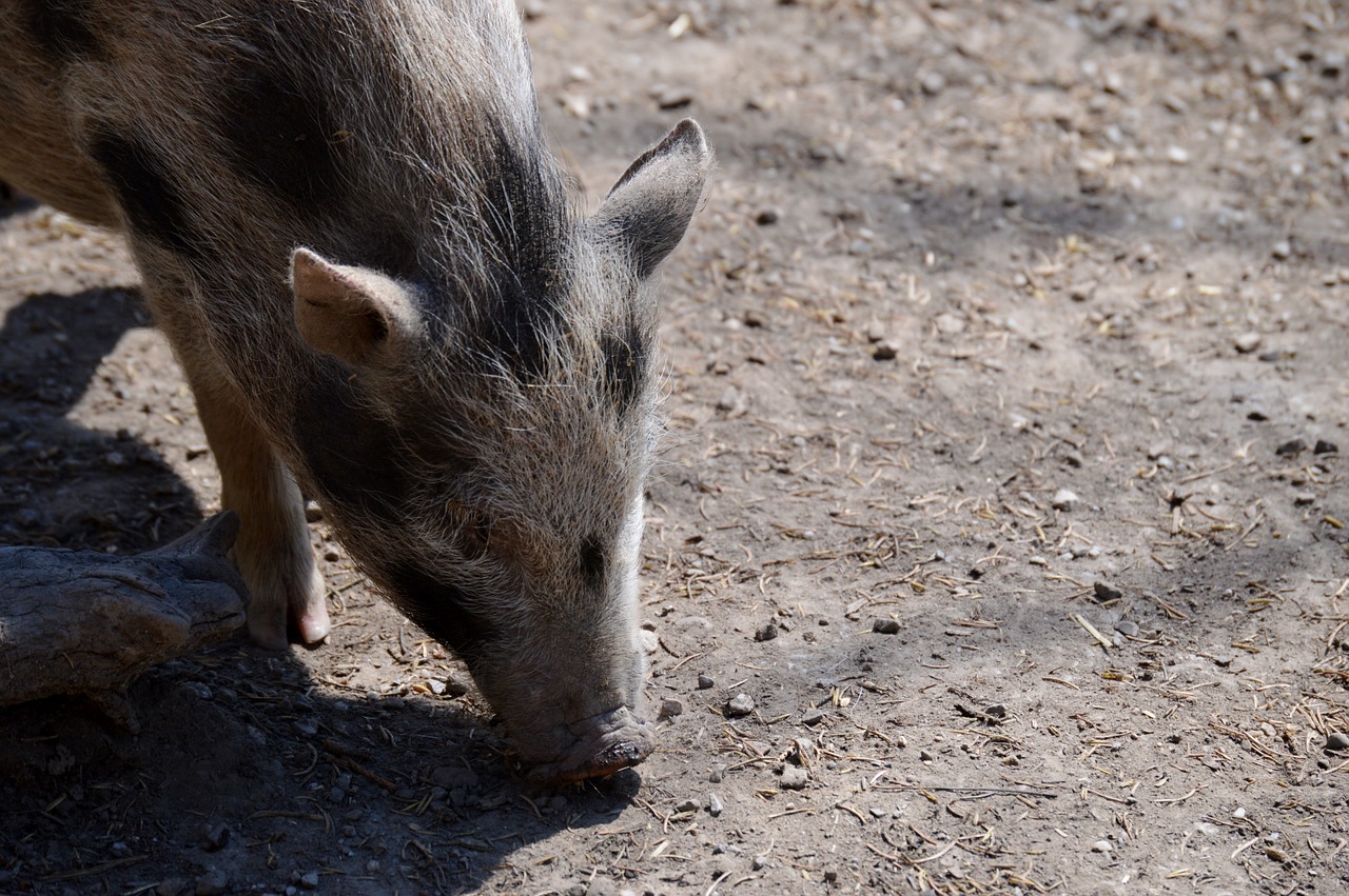 pig animal nature free photo