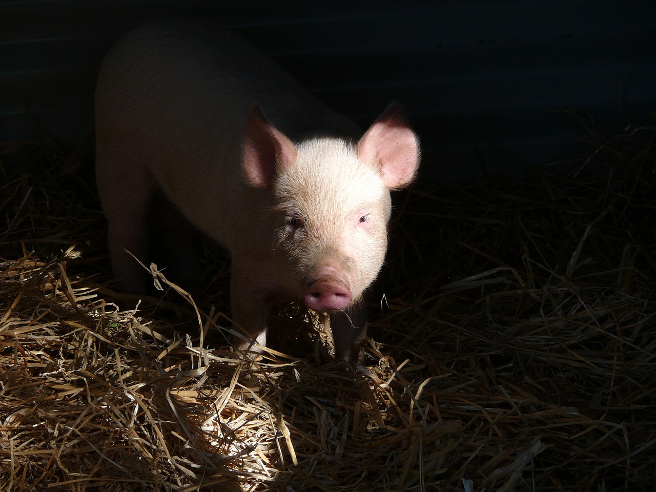 pig piglet pork free photo