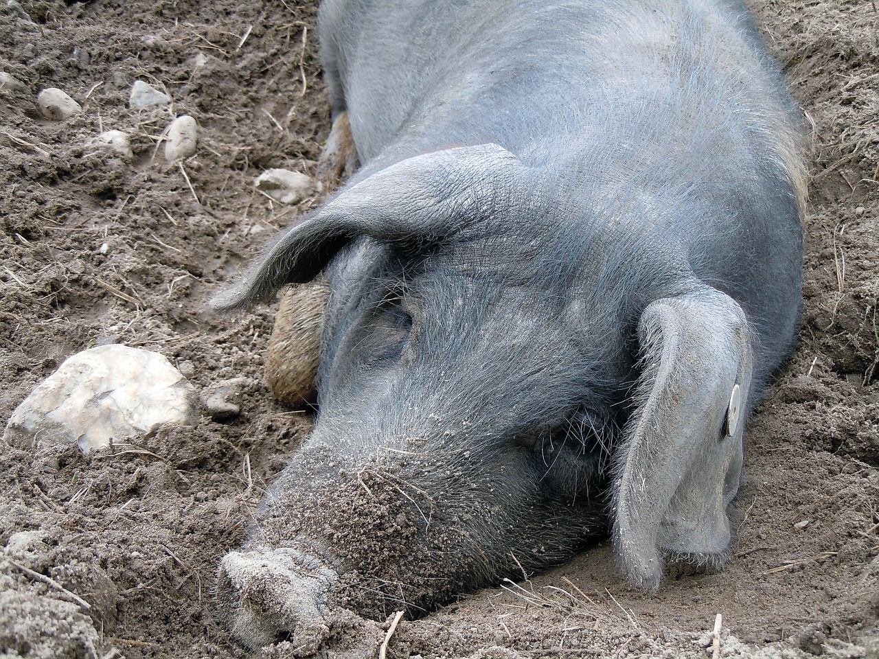 pig sleeping lying free photo