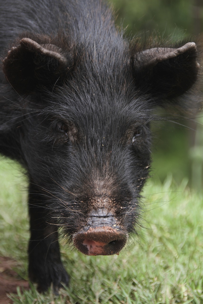 pig nose piglet free photo