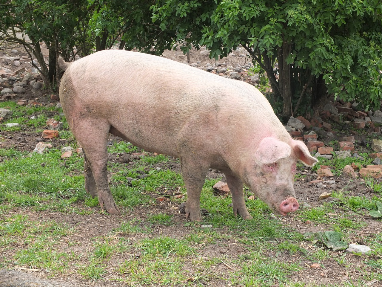 pig sow livestock free photo