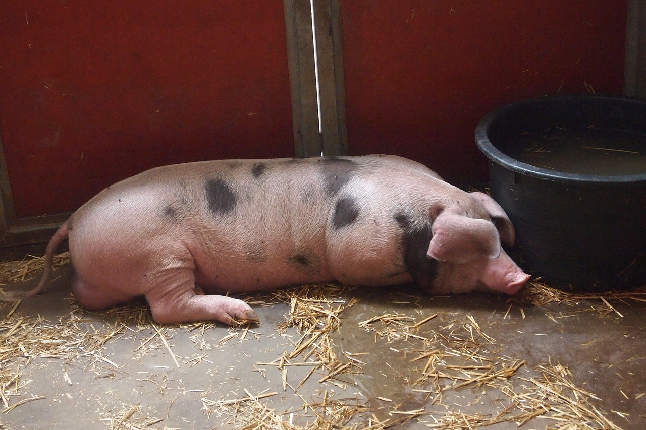 pig stable farm free photo