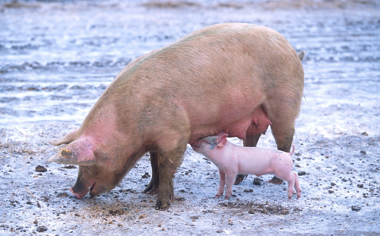 pig sow piglet free photo