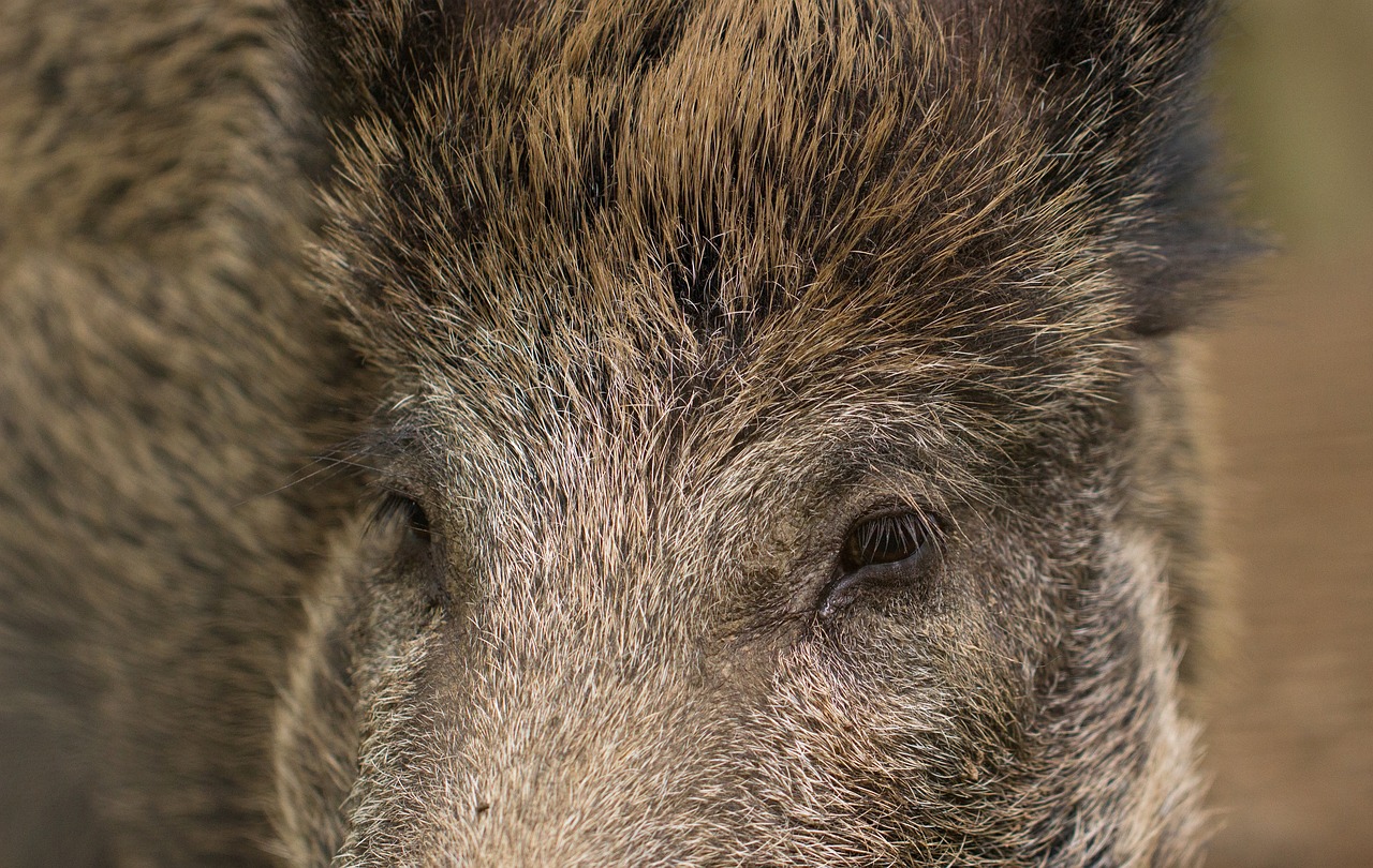 pig boar wild boar free photo